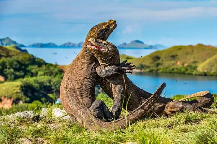 8 Spot Wisata Labuan Bajo yang Wajib Dikunjungi