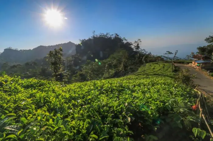 Kebun Teh Nglinggo, Agrowisata yang Berpadu dengan Keindahan Alam Eksotis di Yogyakarta